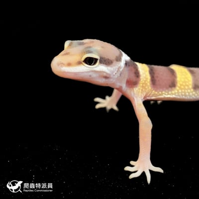 豹紋守宮． 原色（編號 155）5