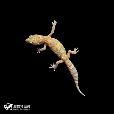 豹紋守宮．川白日蝕（編號 201 ）2