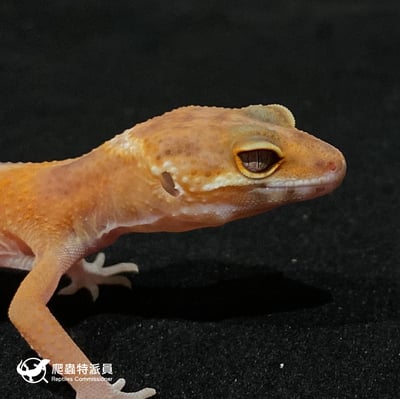 豹紋守宮．日焰（編號 10）4