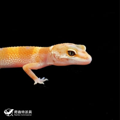 豹紋守宮．橘化（編號 133）4