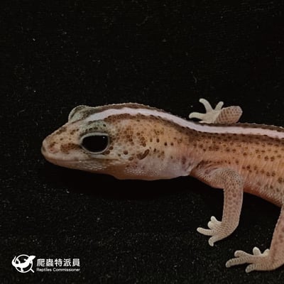 肥尾守宮．直線無紋 h 奧利奧（編號 40）5