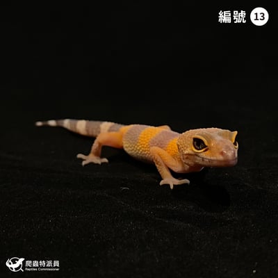 豹紋守宮．日焰（編號 13）1