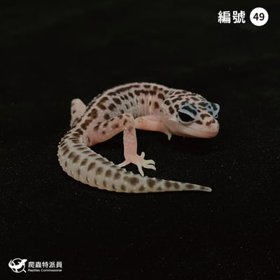 豹紋守宮．超雪（編號 49）1