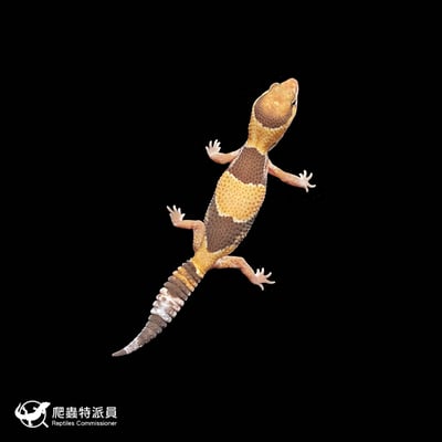 肥尾守宮．普肥（編號 299 ）2