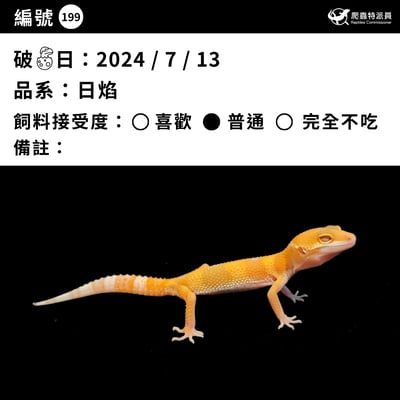 豹紋守宮．日焰（編號 199）3