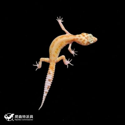 豹紋守宮．川白日蝕（編號 373）2