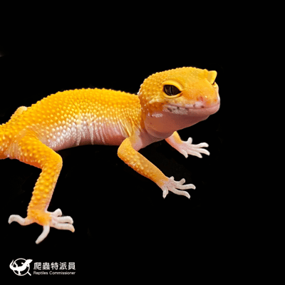 豹紋守宮．橘化（編號 269 ）4