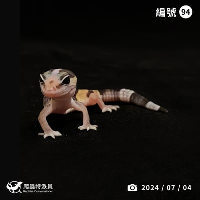 肥尾守宮．直線普肥（編號 94）1