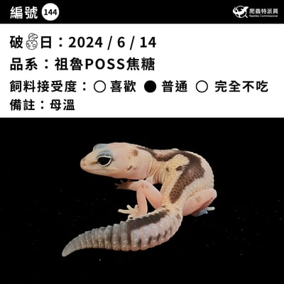 肥尾守宮．祖魯 poss 焦糖（編號 144）3