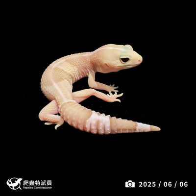 肥尾守宮．橘白雪（編號 255）1