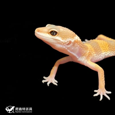 豹紋守宮．橘化（編號 213）5