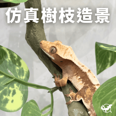 爬蟲仿真樹枝造景1