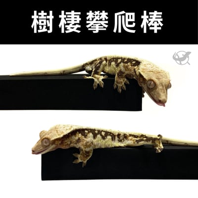 樹棲守宮攀爬棒1