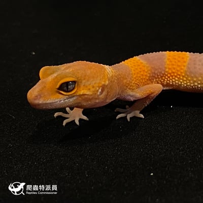 豹紋守宮．日焰（編號 23）5