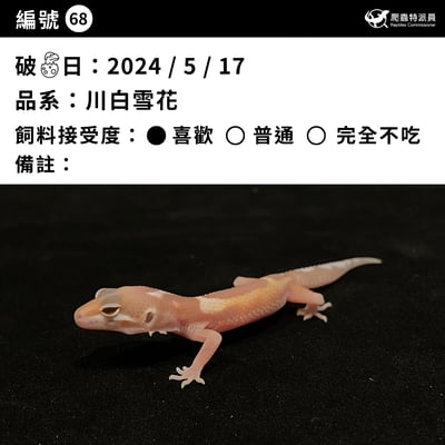 豹紋守宮．川白雪花（編號 68）3