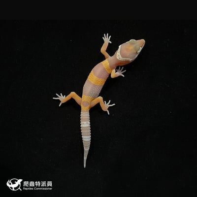 豹紋守宮．日焰（編號 102）2