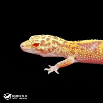 豹紋守宮．雪花雷達（編號 422）5