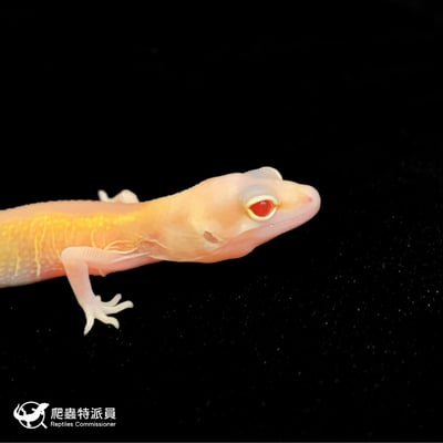 豹紋守宮．反直紅眼暴龍（編號 71）4