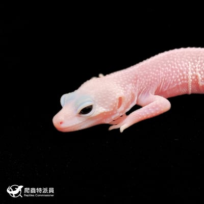 豹紋守宮．全日蝕暴風雪（編號 334）5