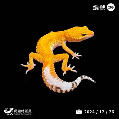 豹紋守宮．橘化（編號 269 ）1