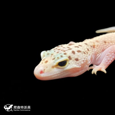 豹紋守宮．WY 雪花日蝕（編號 399）5