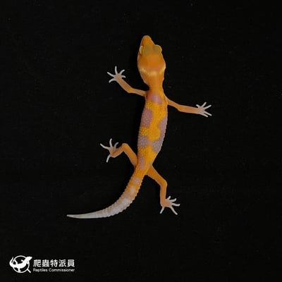 豹紋守宮．川普橘白化（編號 119）2