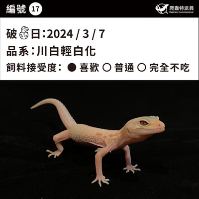 豹紋守宮．川白輕白化（編號 17）3