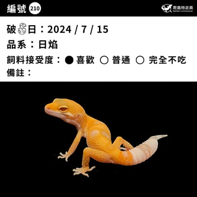 豹紋守宮．日焰（編號 210）3