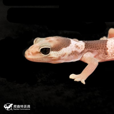 肥尾守宮．Oreo（編號 244）5