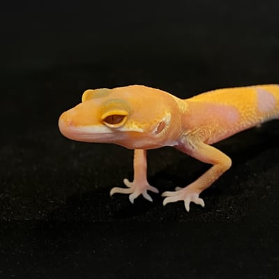 豹紋守宮．川普橘白化（編號 123）5