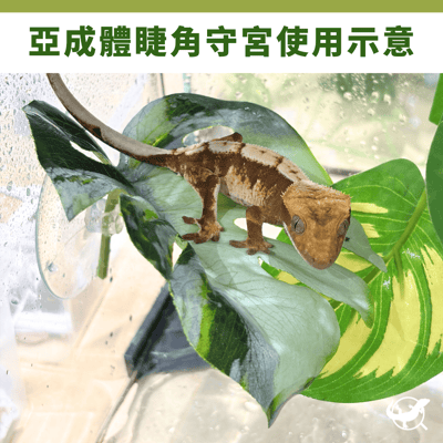 龜背葉吸盤造景3