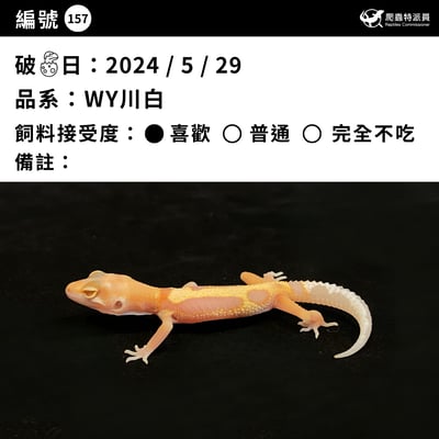 豹紋守宮．WY川白（編號 157）3