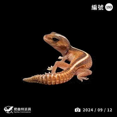 肥尾守宮．無紋 h 橘白（編號 193）1