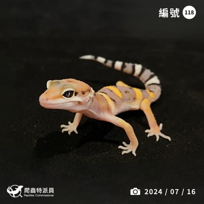 豹紋守宮．高黃（編號 118）1