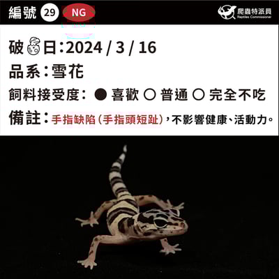 豹紋守宮．雪花（編號 29）3