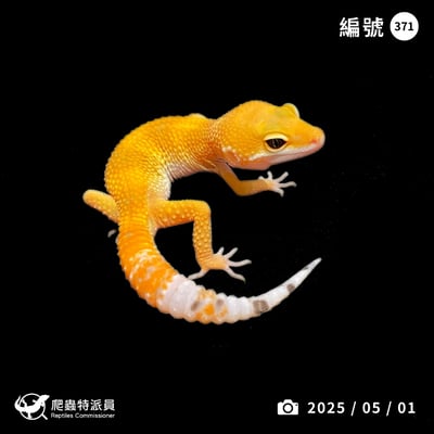 豹紋守宮．橘化（編號 371）1