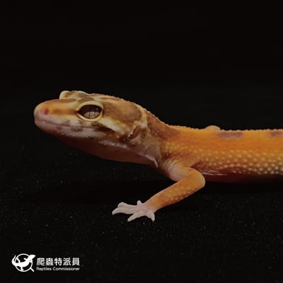 豹紋守宮．貝爾叢林（編號 15）5