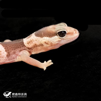 肥尾守宮．Oreo（編號 244）4