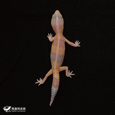 肥尾守宮．直線立可白橘白 h 焦糖祖魯（編號 45）2