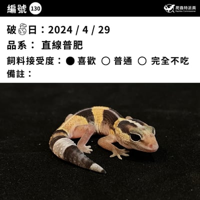 肥尾守宮．直線普肥（編號 130）3