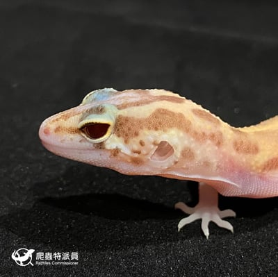 豹紋守宮．川白日蝕（編號 24）5