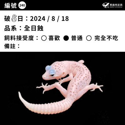 豹紋守宮．全日蝕（編號 240 ）3