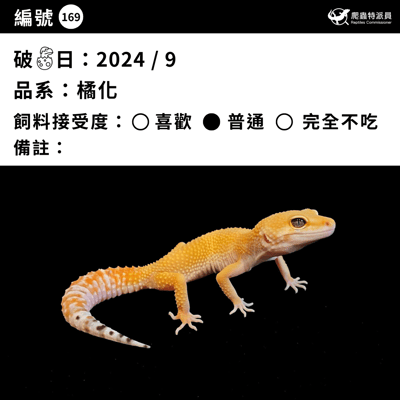 豹紋守宮．橘化／成體（編號 169）3