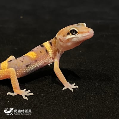 豹紋守宮．高黃（編號 118）4