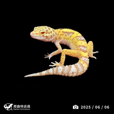 豹紋守宮．雪花雷達（編號 422）1