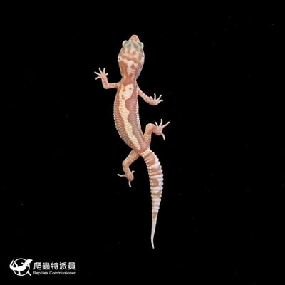 豹紋守宮．川普雪花（編號 214）2