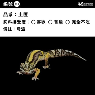 豹紋守宮．土匪（編號 311）3