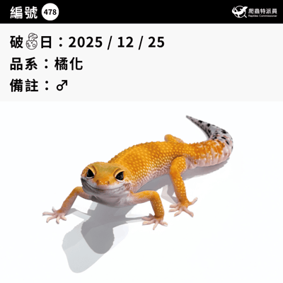 豹紋守宮．橘化（編號 478）3