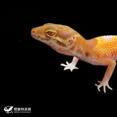 豹紋守宮．川白（編號 424）5