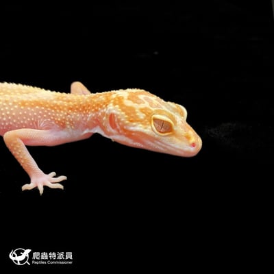 豹紋守宮．WY 彩虹川白（編號 393）4